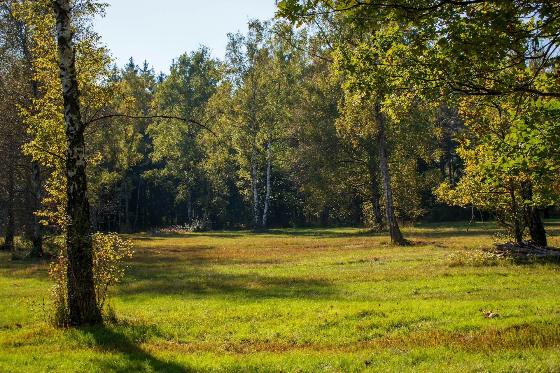 A patch of clear ground with no brush or bushes.
