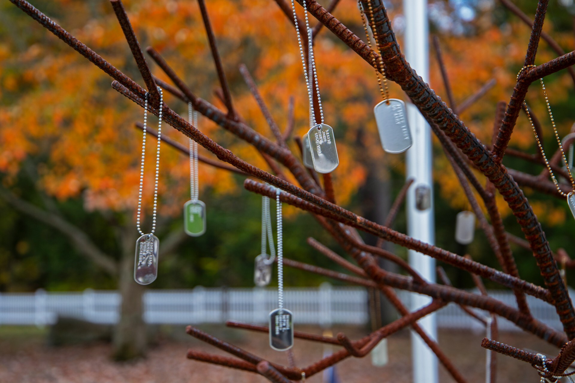 military dog tags hanging from tree branches